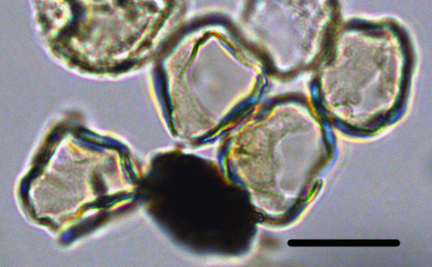 Batiacasphaera obohikuenobe Boboh overview 27X23334360890.jpg